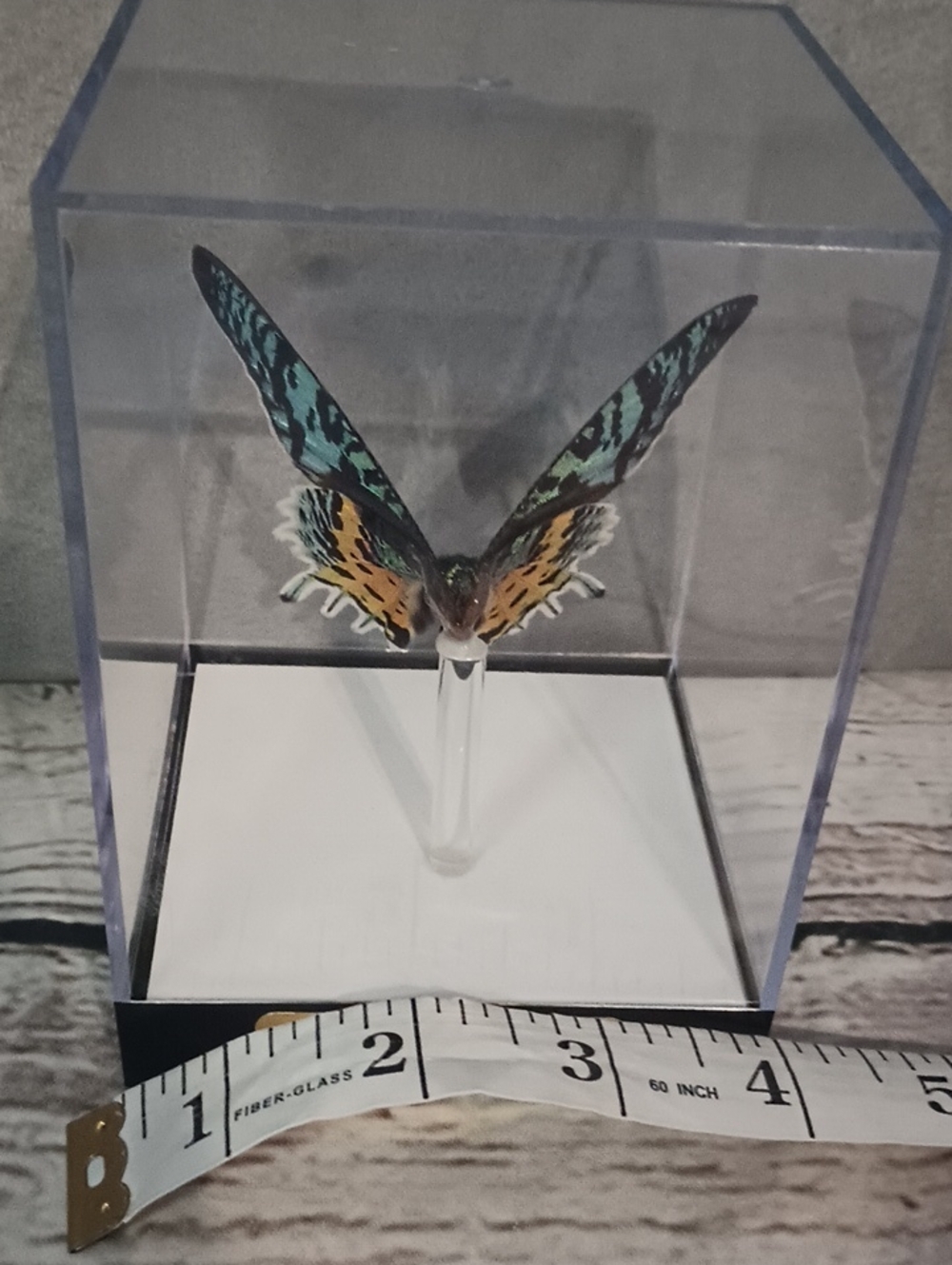 Butterfly Gallery Steve Alberanes Mounted Madagascar Sunset Moth 4*5 Box - Picture 6 of 7